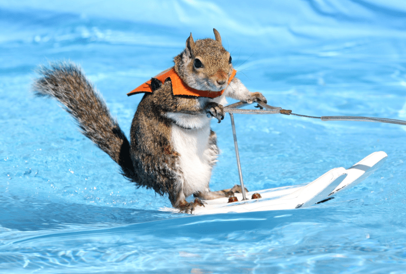 NEW! Twiggy, the Waterskiing Squirrel